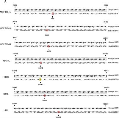 Infection of domestic pigs with a genotype II potent strain of ASFV causes cytokine storm and lymphocyte mass reduction